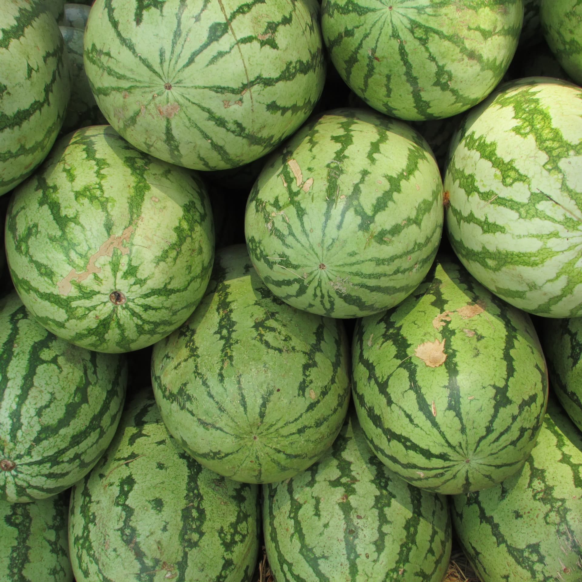 Melons & Watermelons sourced by MoroccanFruits in Morocco