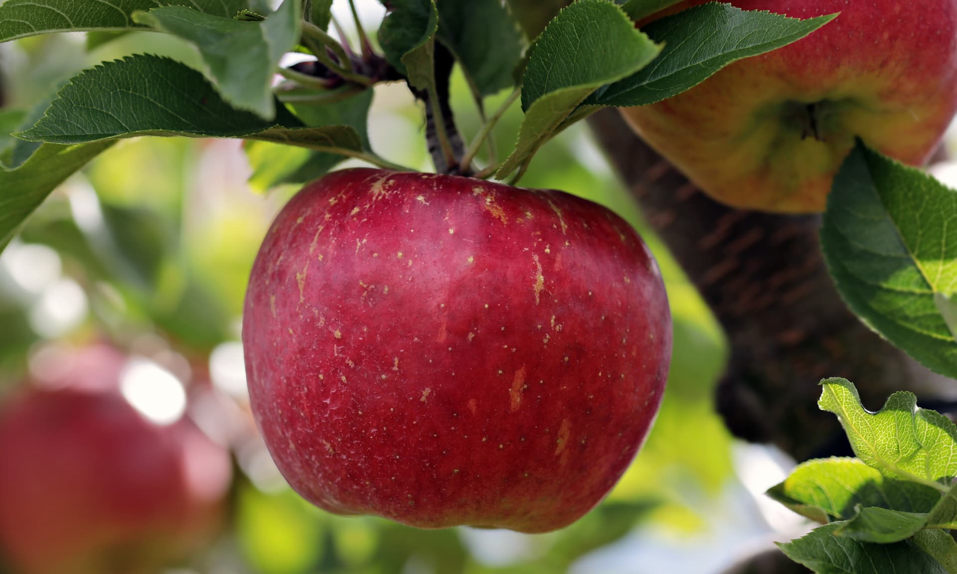 Apples sourced by MoroccanFruits in Morocco