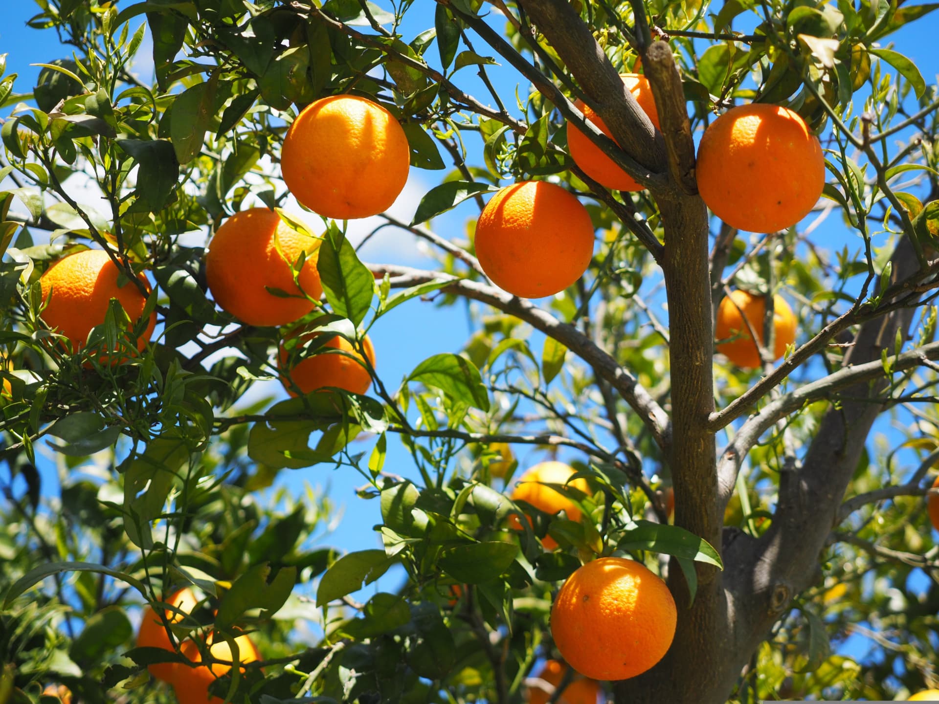 Citrus orchard rows in Morocco at golden hour with mountains behind