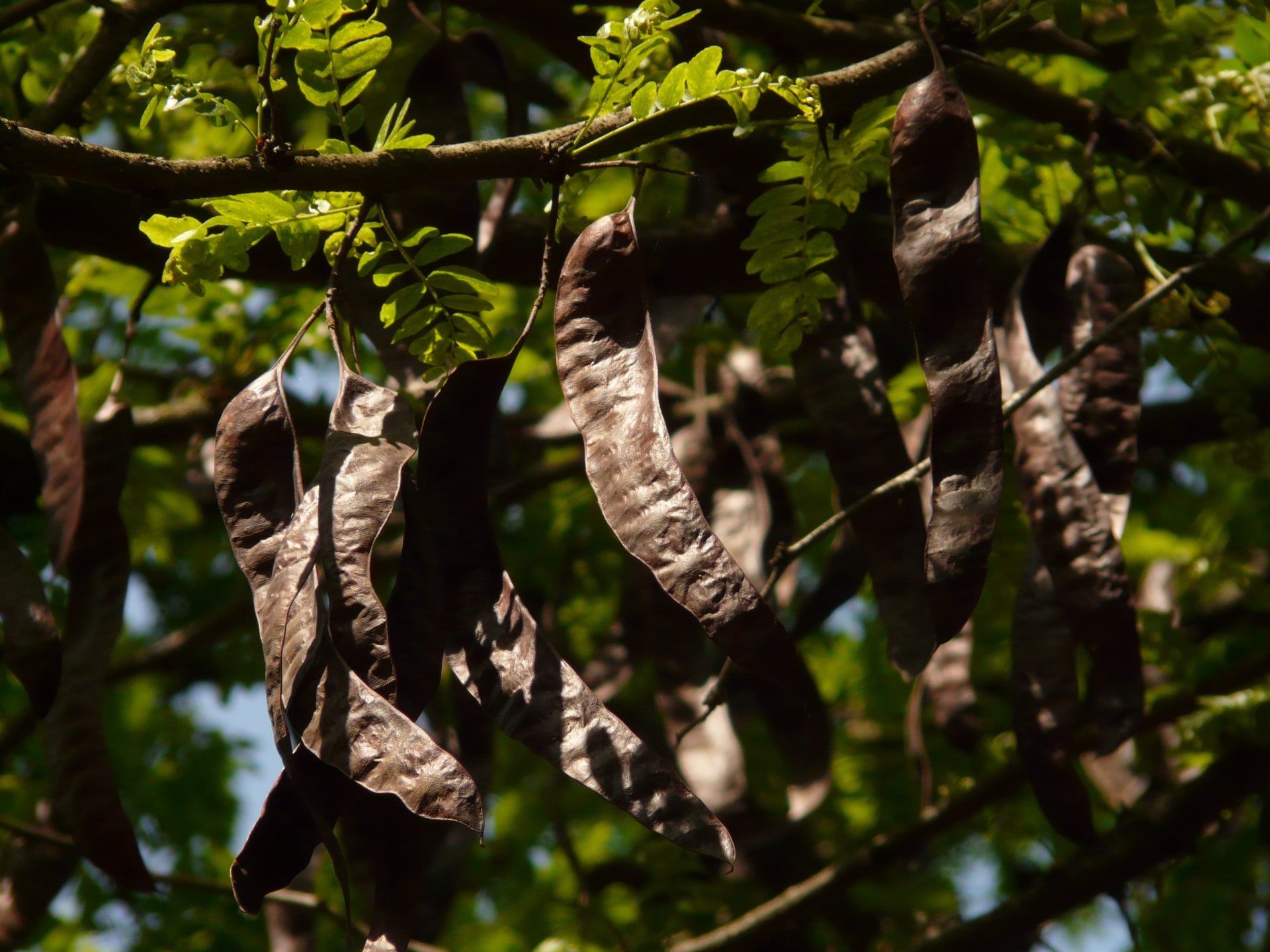 Carob sourced by MoroccanFruits in Morocco