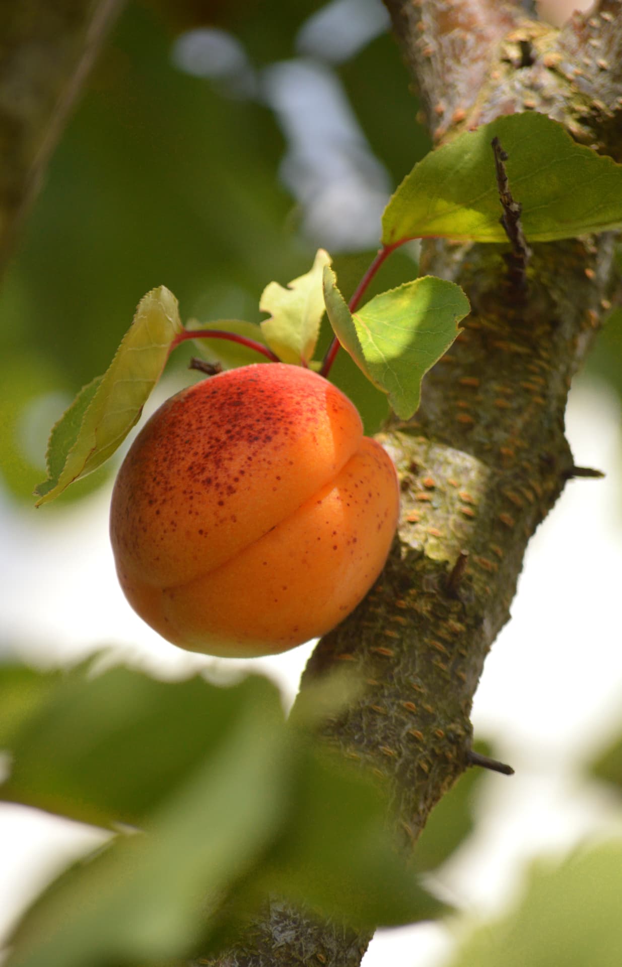 Stone Fruit sourced by MoroccanFruits in Morocco