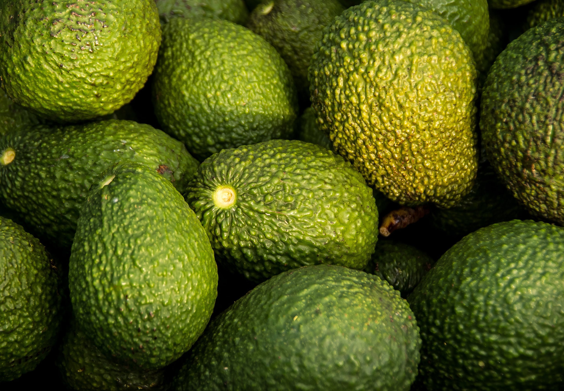 Avocados sourced by MoroccanFruits in Morocco